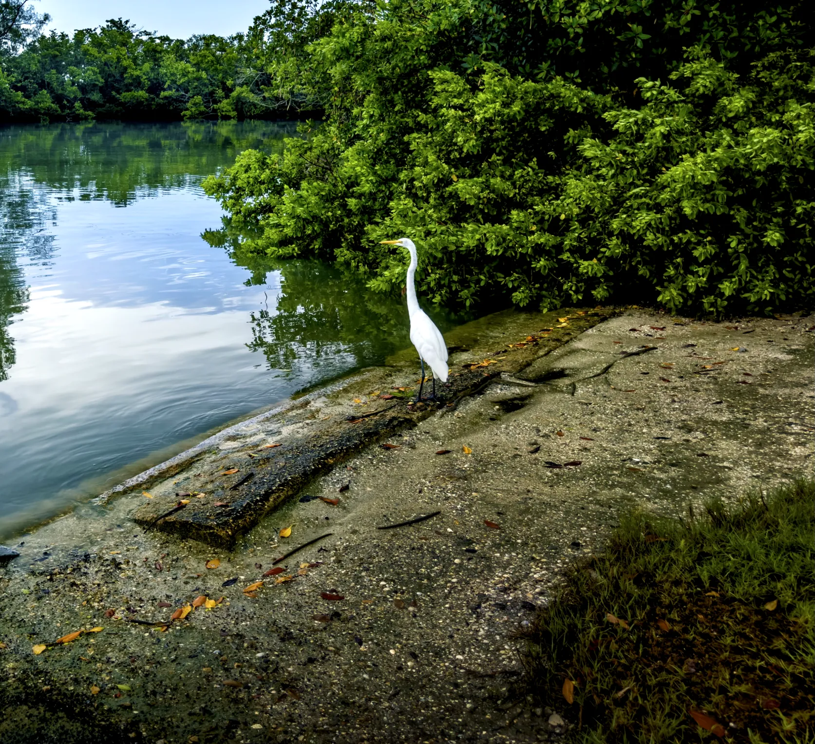 A crane standing next to a body of water.